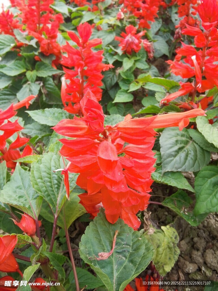 鲜艳一串红绽放美景