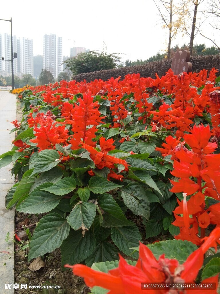 鲜艳一串红绽放于路旁