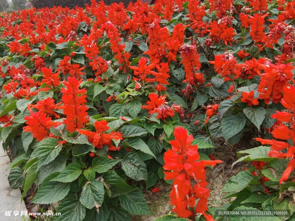 一片鲜艳的串串红花卉