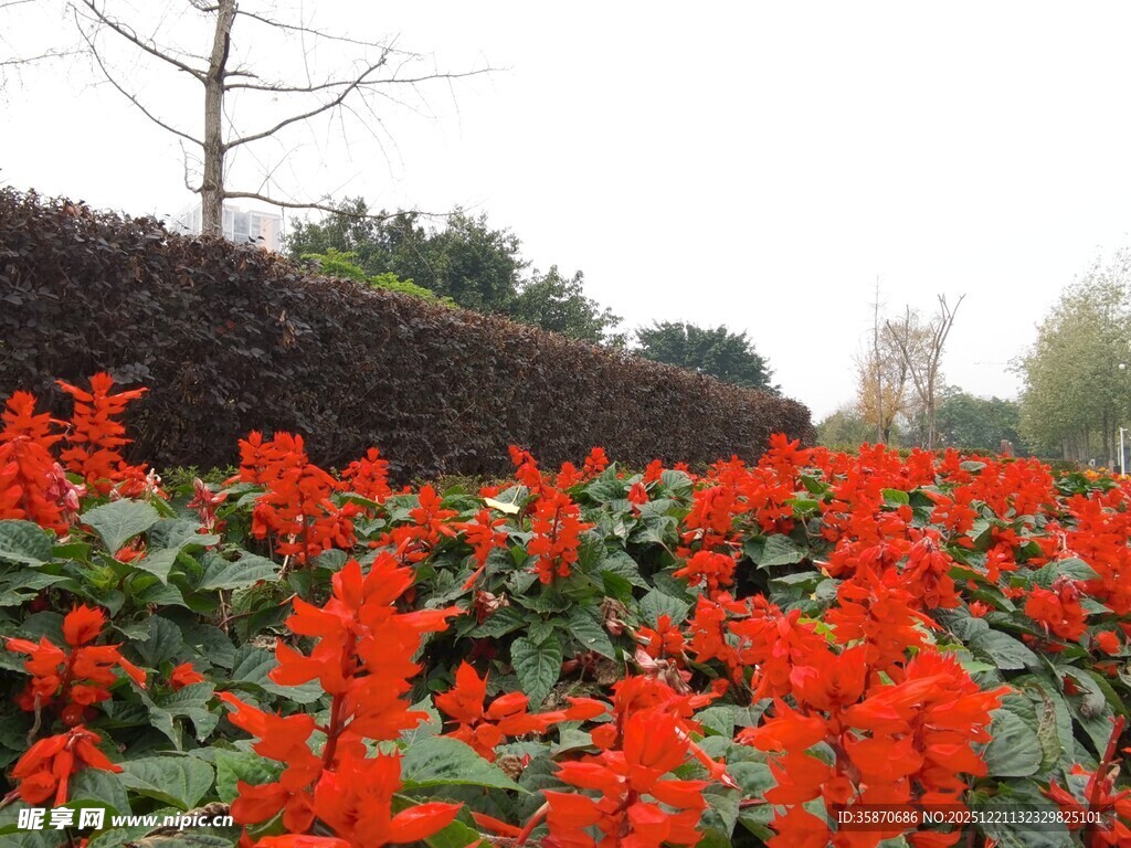 鲜艳一串红绽放于园林