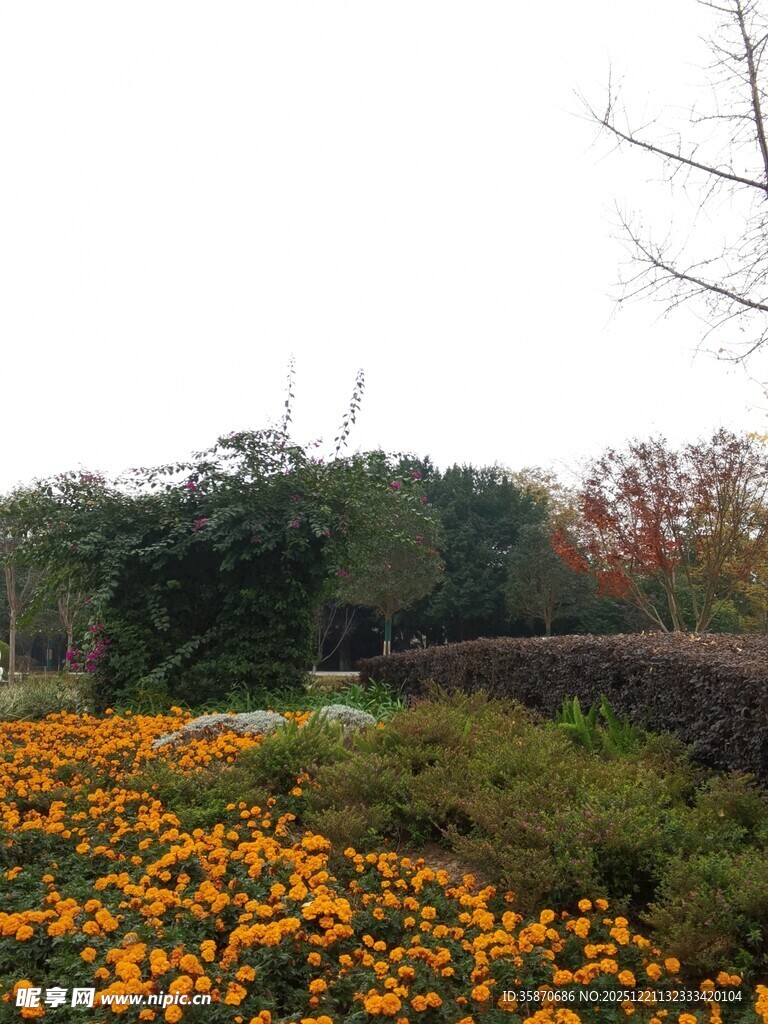 秋日花海中的自然景致