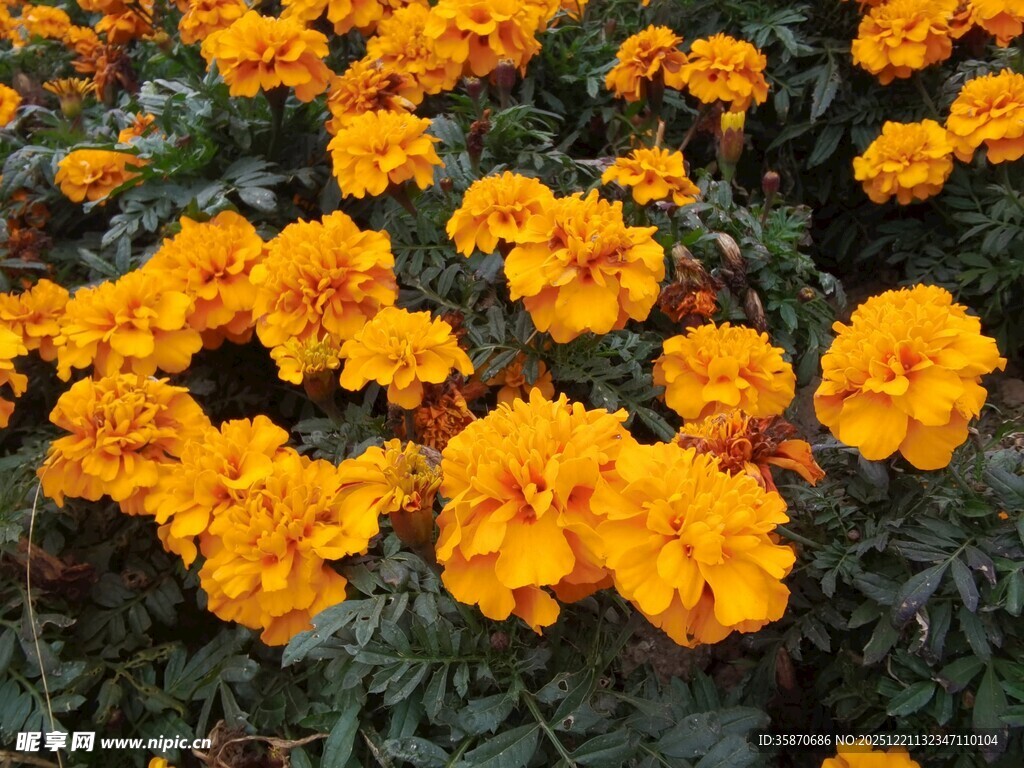 鲜艳万寿菊绽放