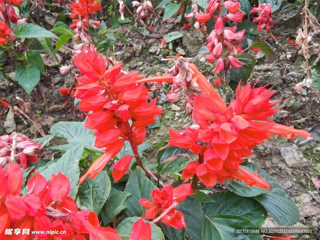 鲜艳串串红绽放