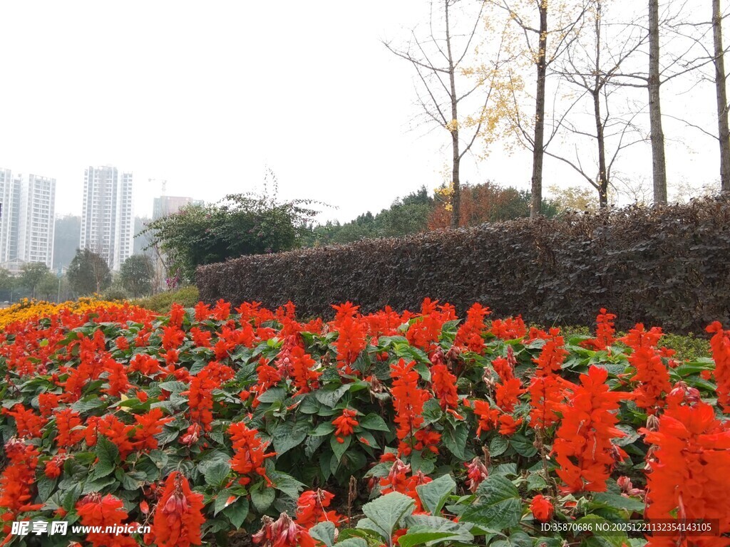 秋日艳丽花丛中的城市景致