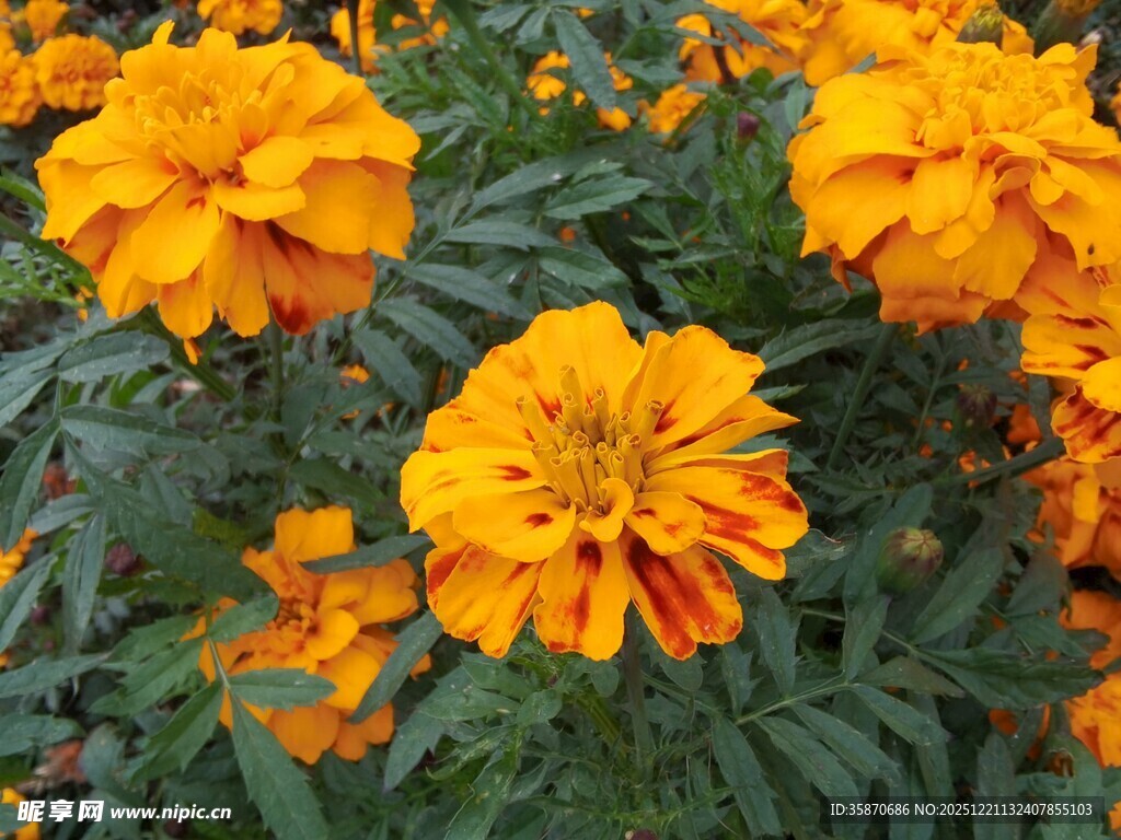 鲜艳万寿菊绽放