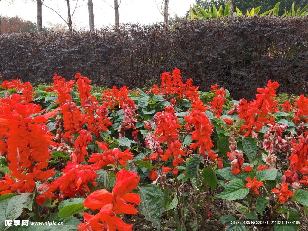 鲜艳一串红绽放于园中