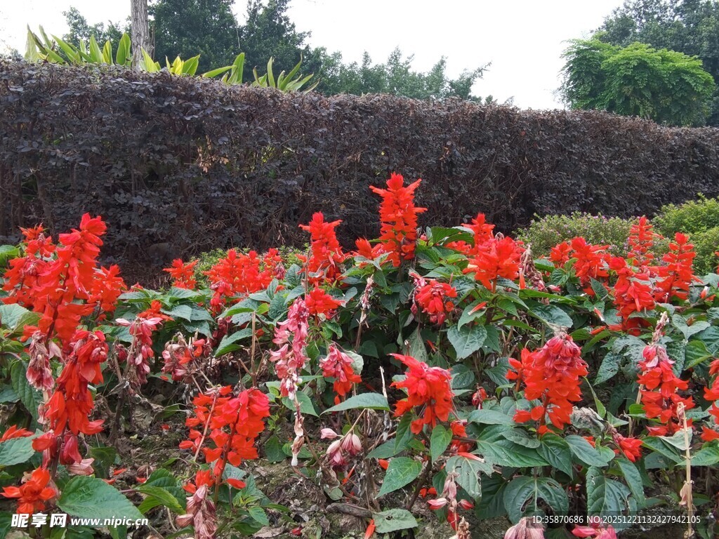 鲜艳一串红绽放于花园