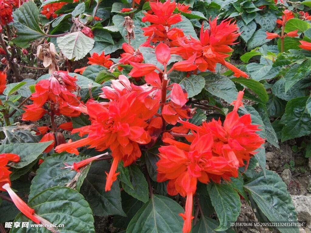 鲜艳一串红绽放绿叶间