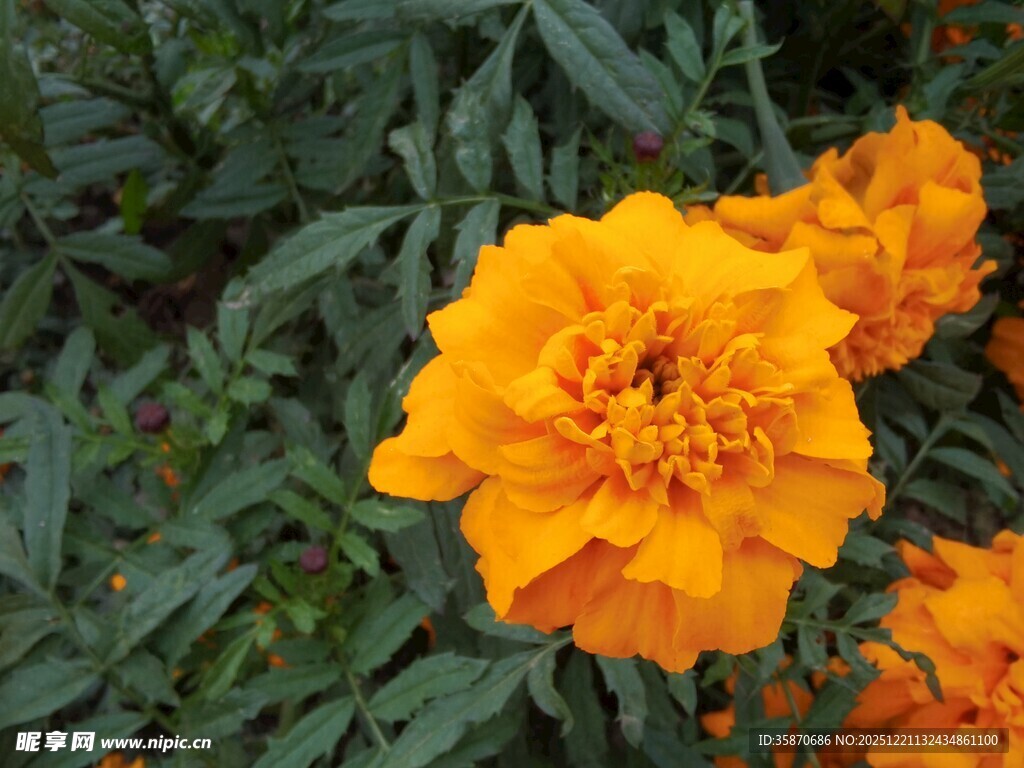 鲜艳黄色万寿菊绽放