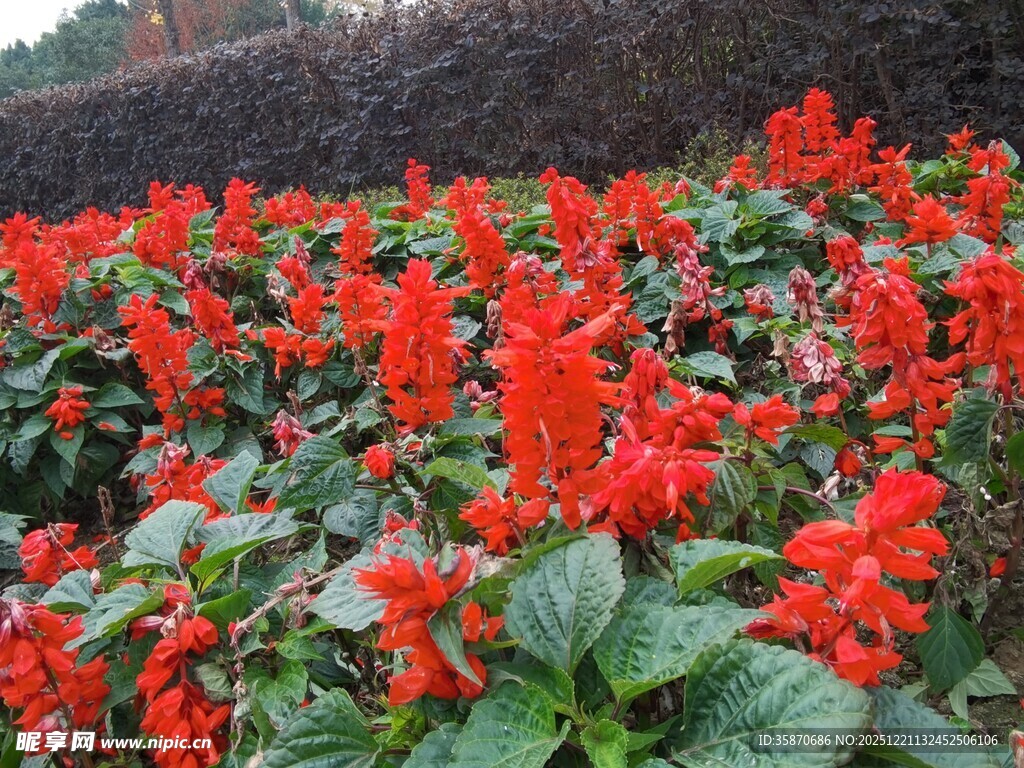 一片鲜艳的红色串串红