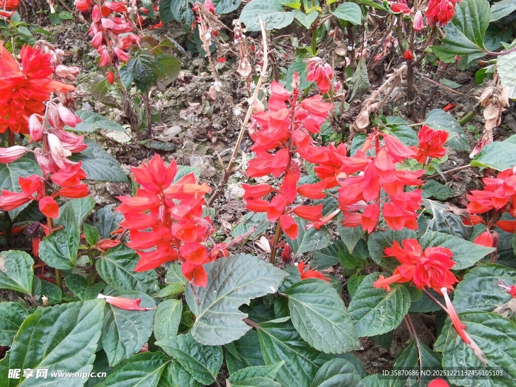 鲜艳串串红绽放绿叶间