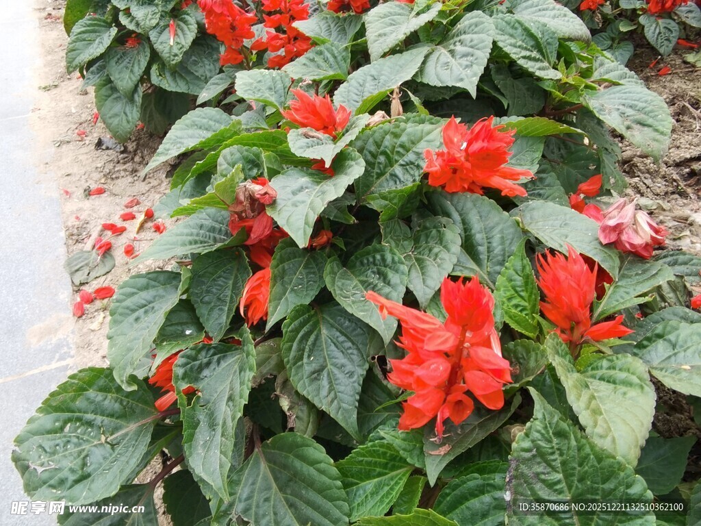 鲜艳一串红绽放绿叶间