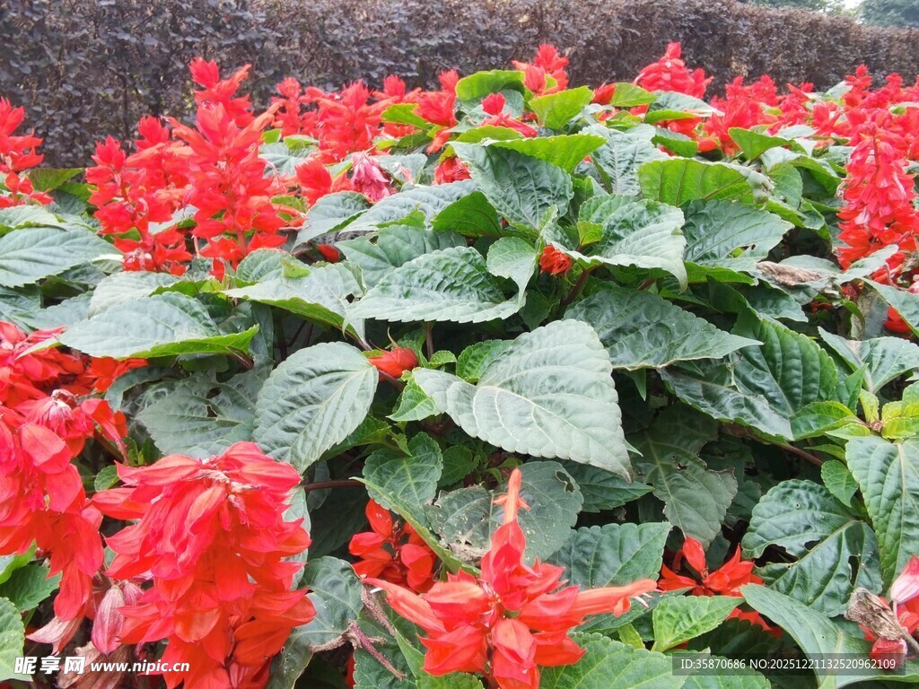 鲜艳串串红绽放绿叶间