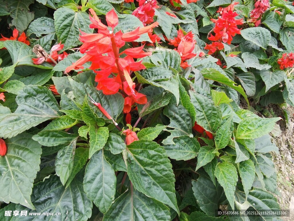 鲜艳串串红绽放绿叶间