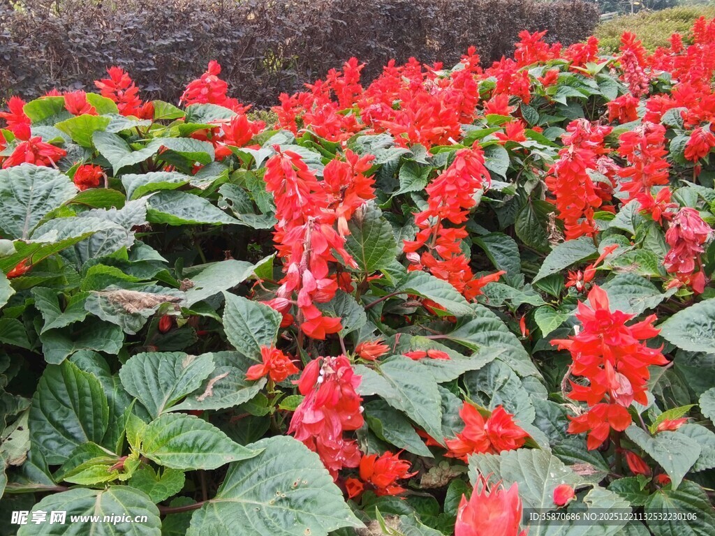 鲜艳一串红绽放绿叶间