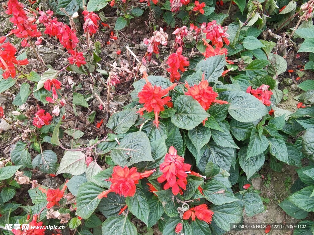 鲜艳一串红绽放绿叶间