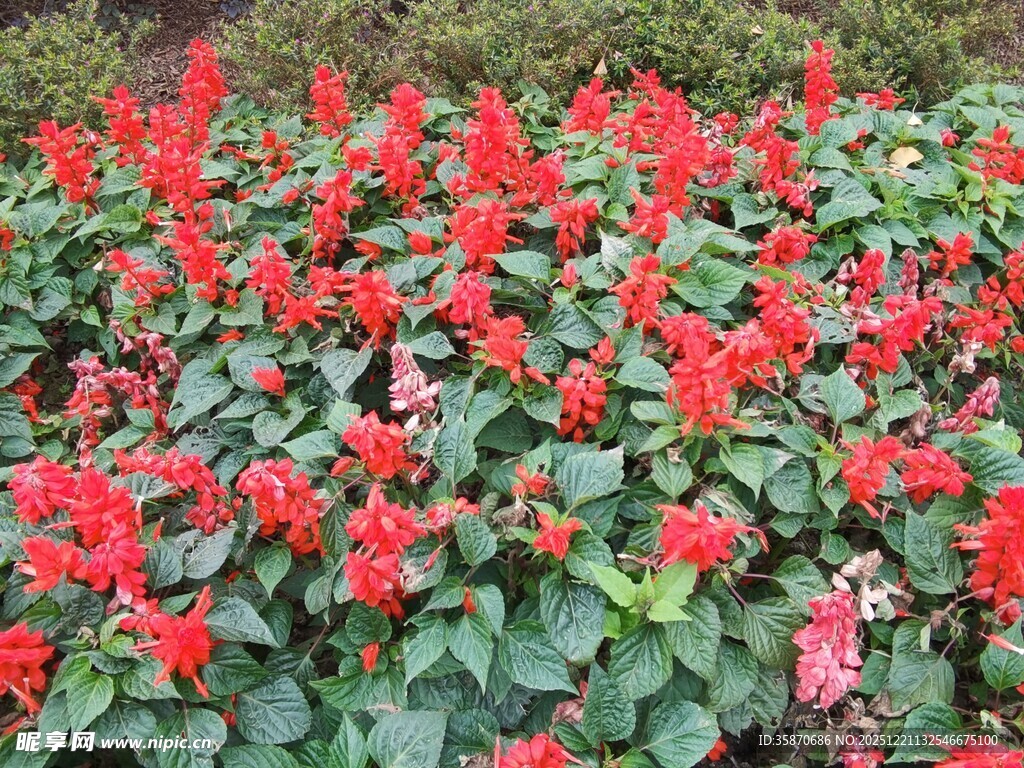 鲜艳一串红绽放绿意间