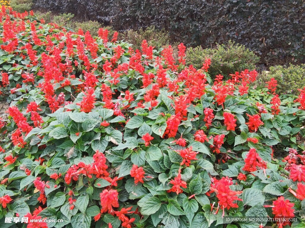 鲜艳一串红绽放美景