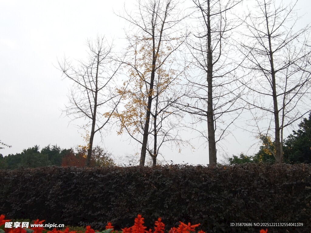 秋冬交替的树与艳丽花卉