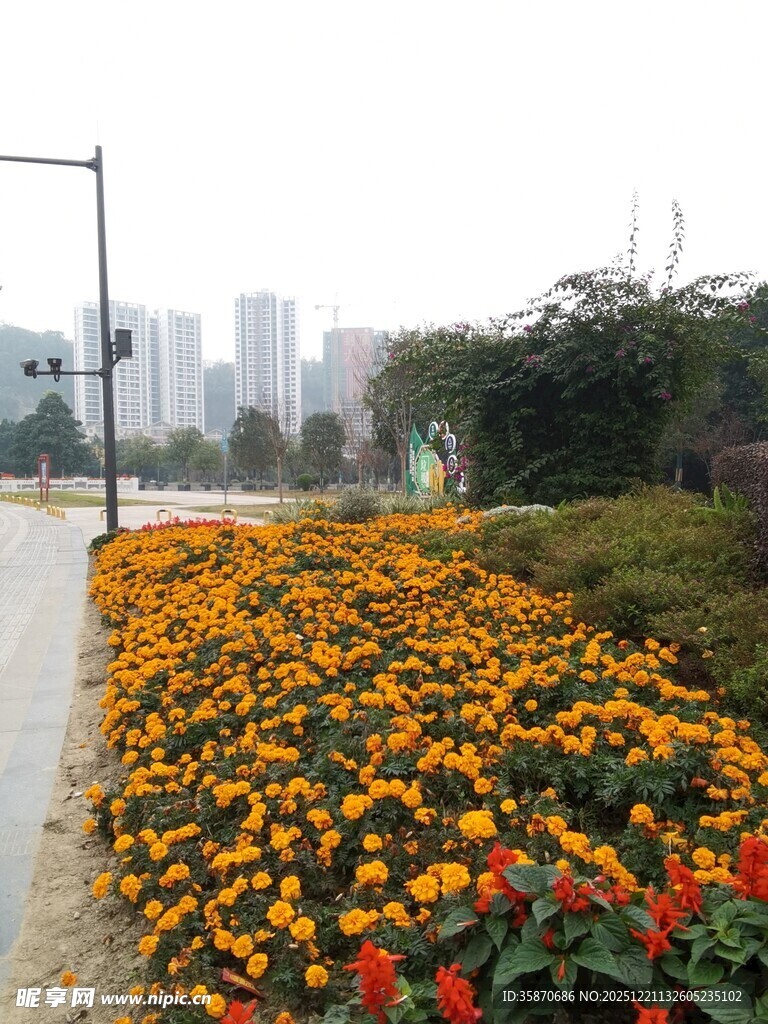 城市路边绚烂多彩的花卉