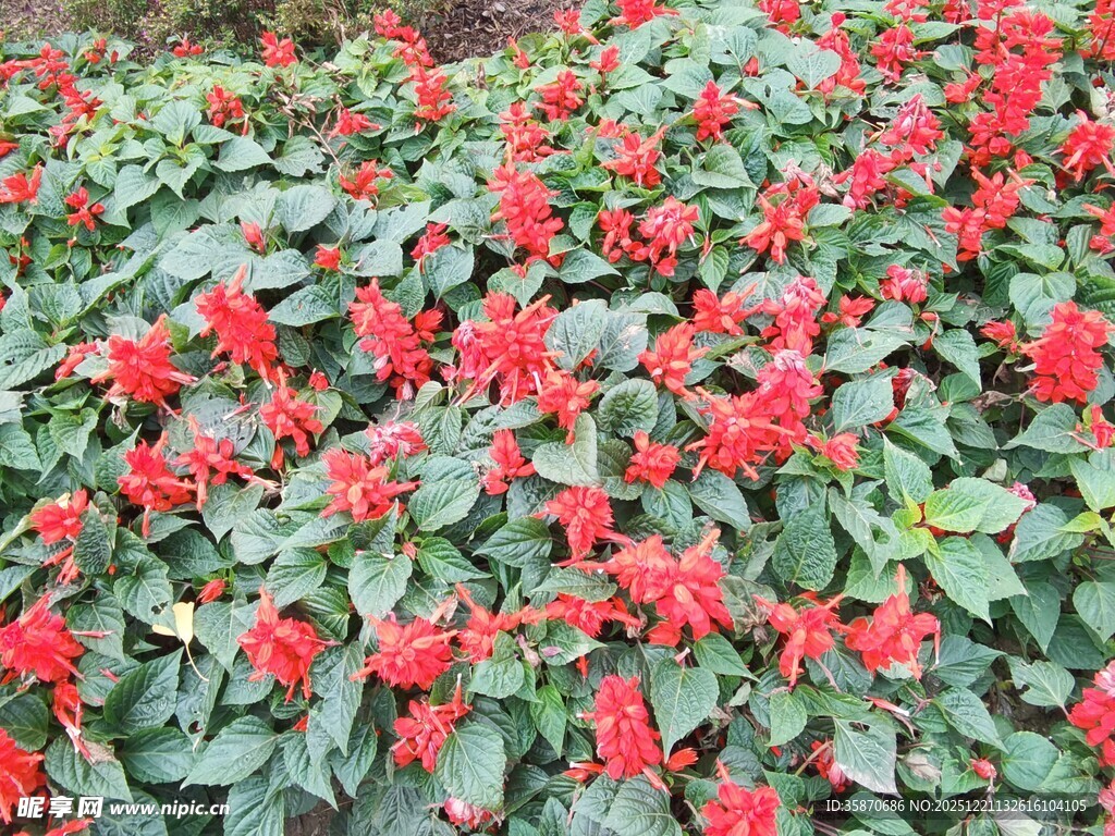 鲜艳一串红绽放绿叶间