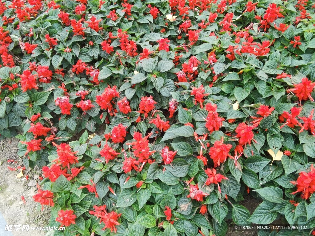鲜艳串串红植物景观
