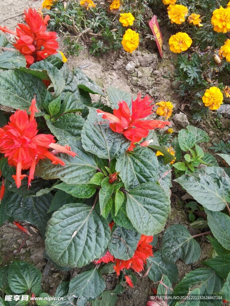 鲜艳多彩的花卉景观