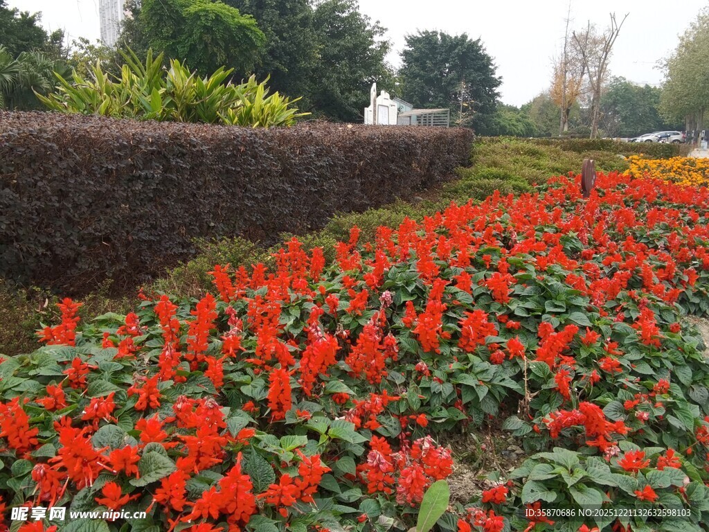 艳丽一串红绽放花园中