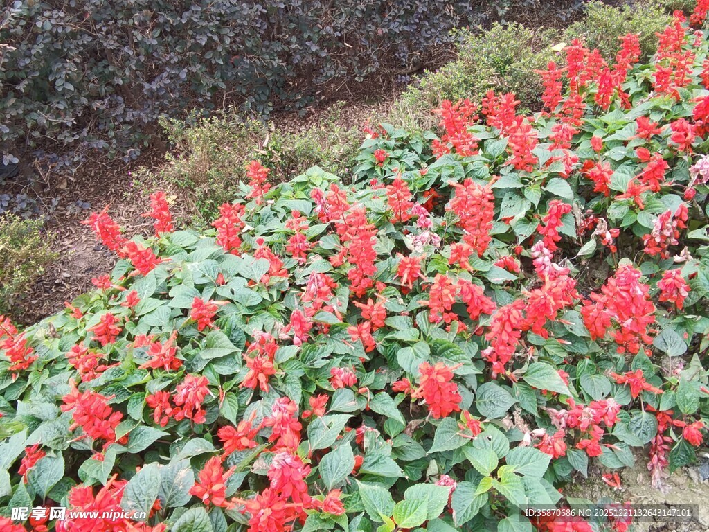 鲜艳一串红绽放于绿地