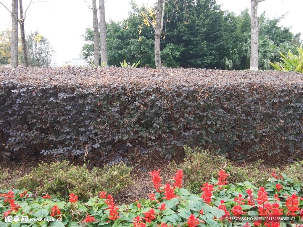 绿植墙旁绽放的鲜艳花卉