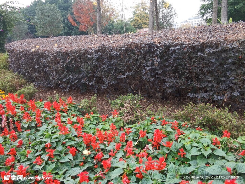 花园中色彩鲜艳的花卉景观