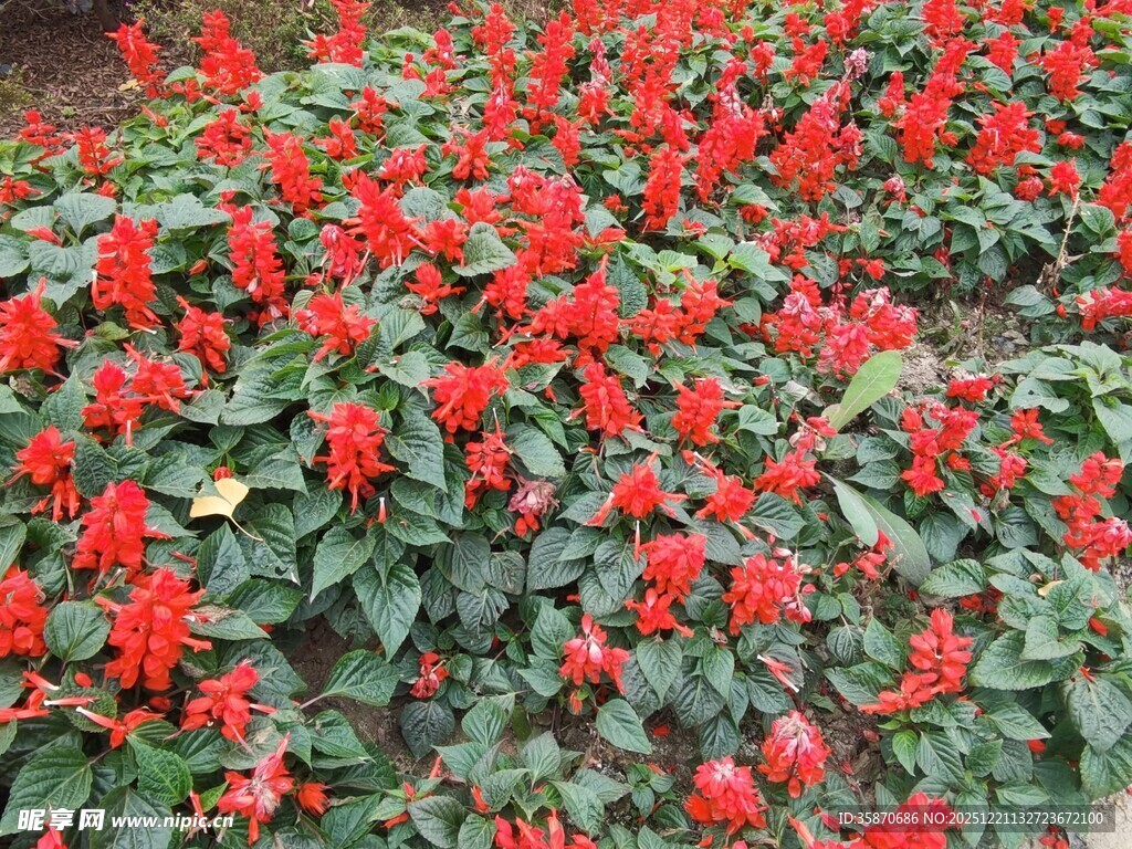 鲜艳串串红绽放生机