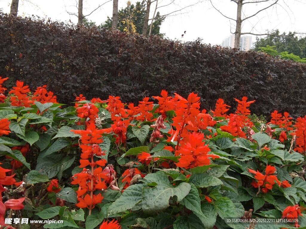 鲜艳一串红绽放生机