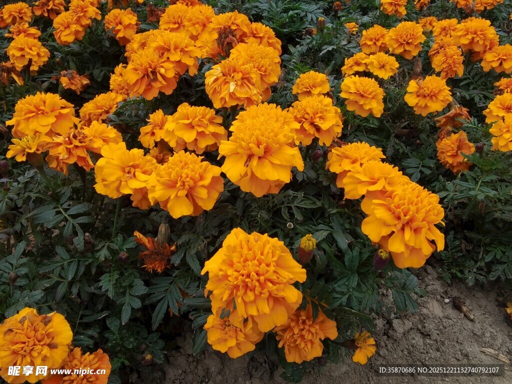 盛开的橙色万寿菊