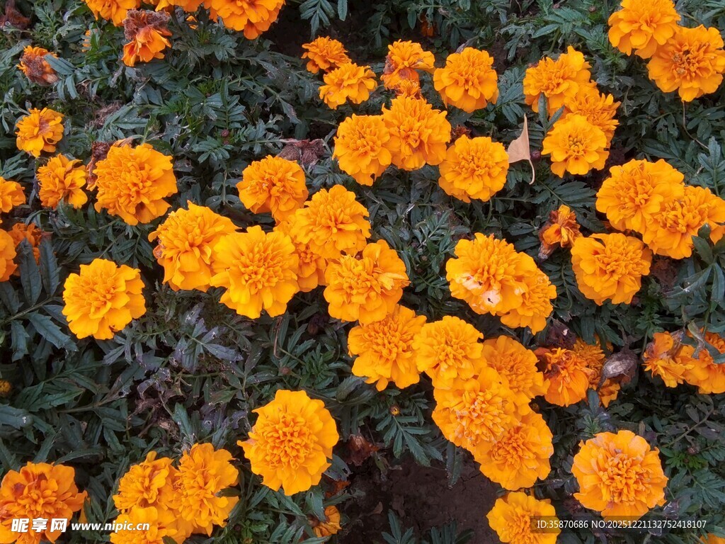 橙色万寿菊绽放的美丽