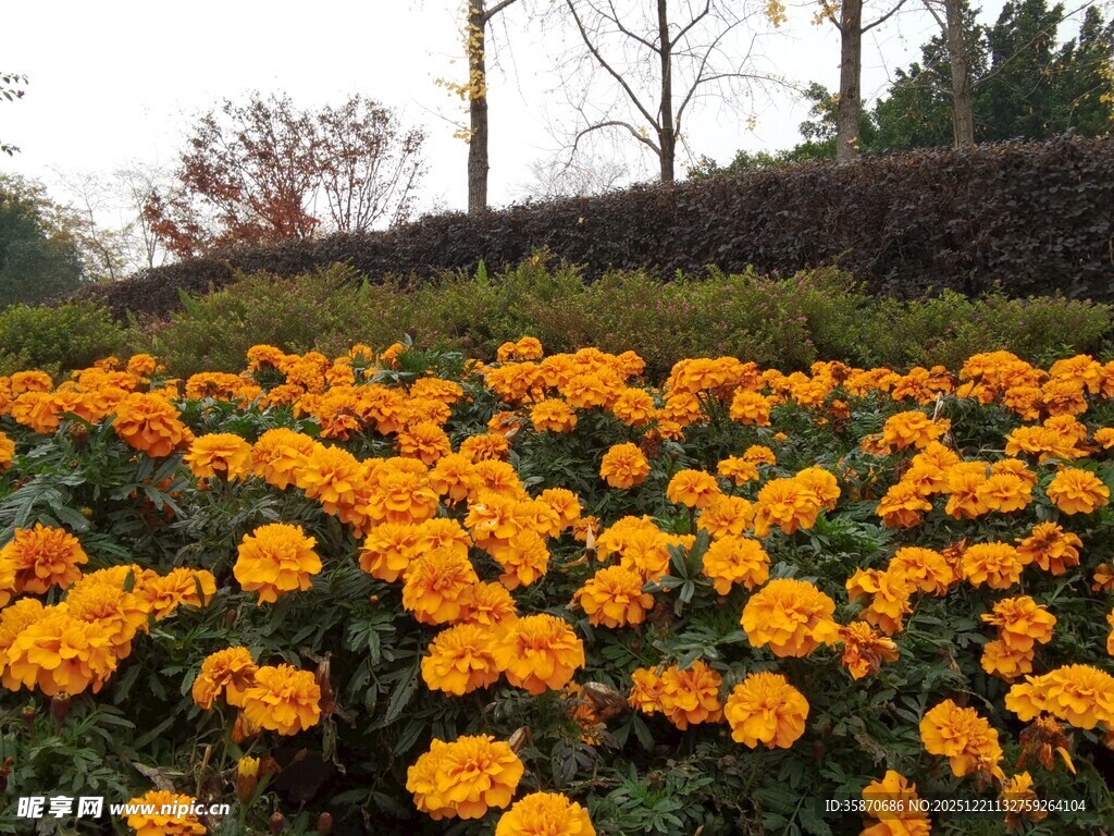 金黄花海绽放美丽景致