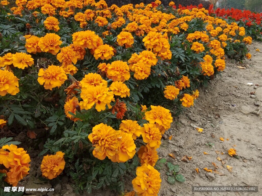 一片灿烂的橙色万寿菊花海