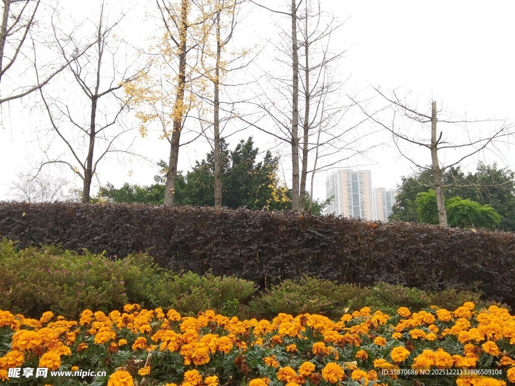 金黄花海与树木相映成趣