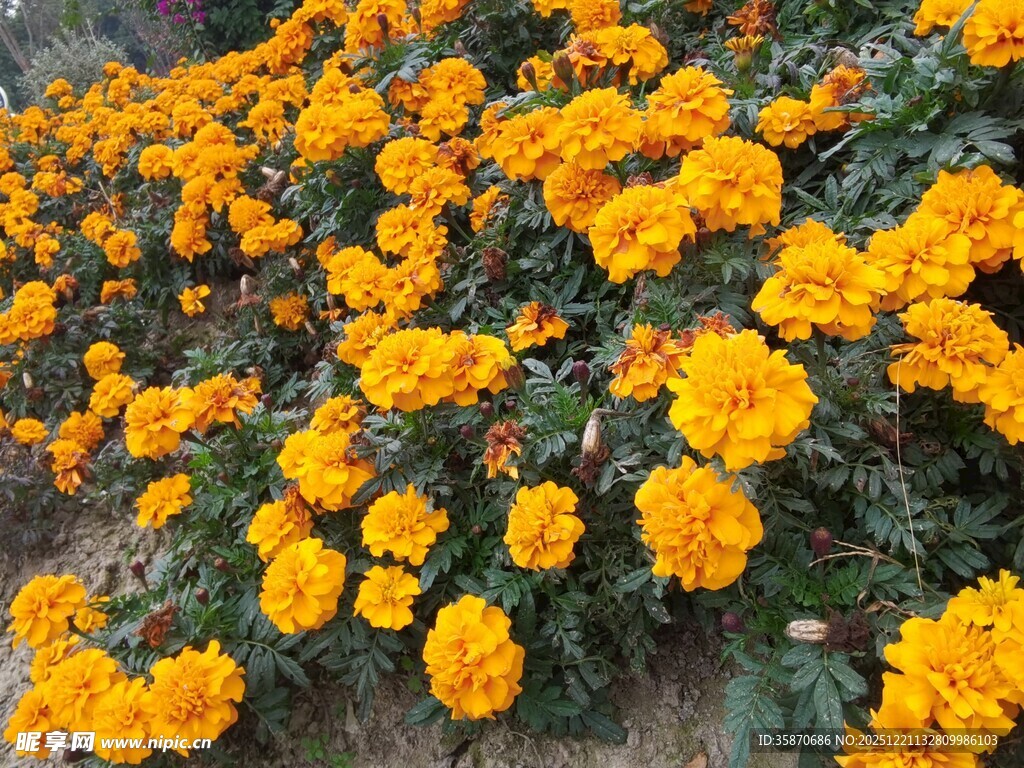 金黄灿烂的万寿菊绽放