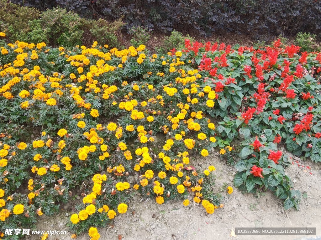 多彩花卉装点美丽景致