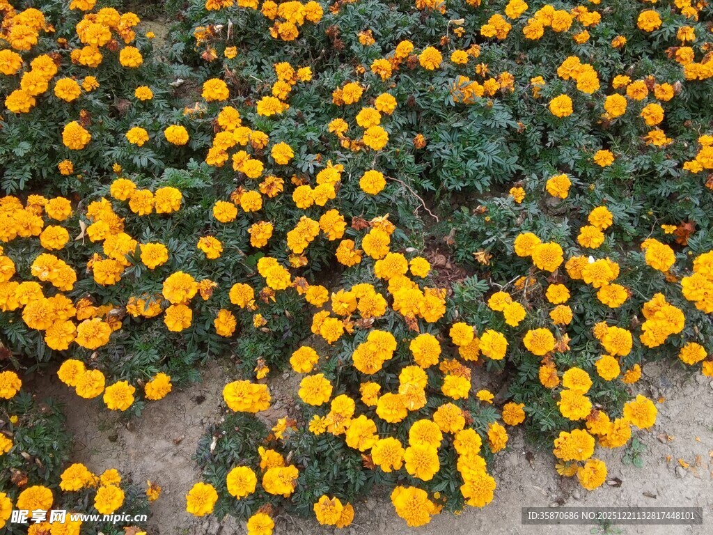 金黄灿烂的小菊花绽放