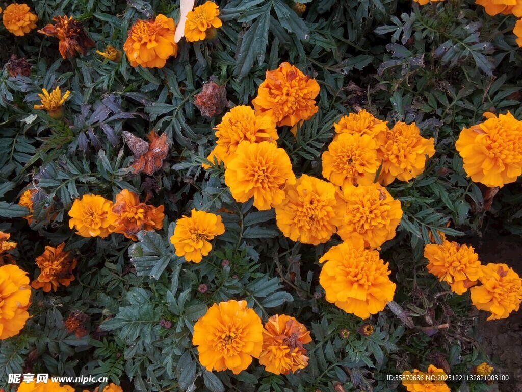 鲜艳橙色万寿菊绽放