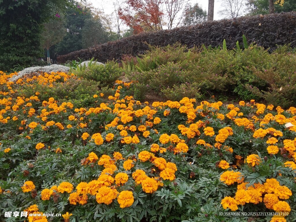 金黄花海装点美丽景致