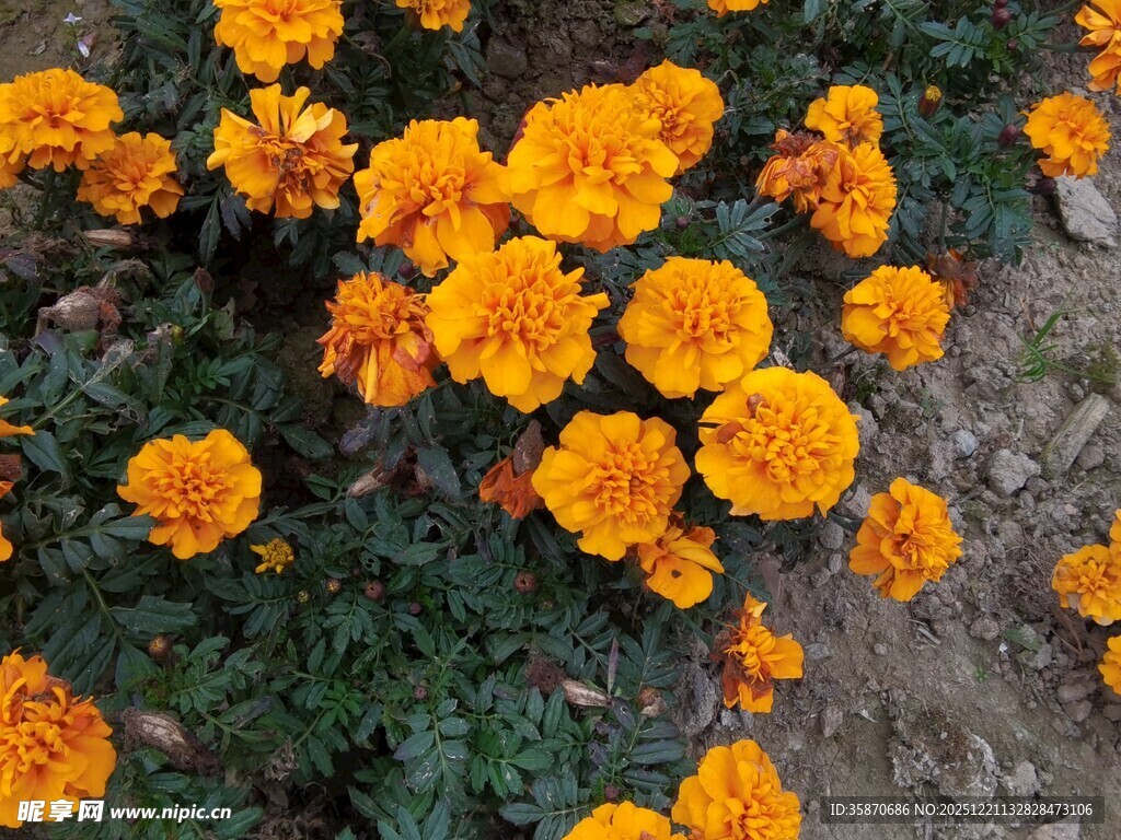 鲜艳万寿菊绽放