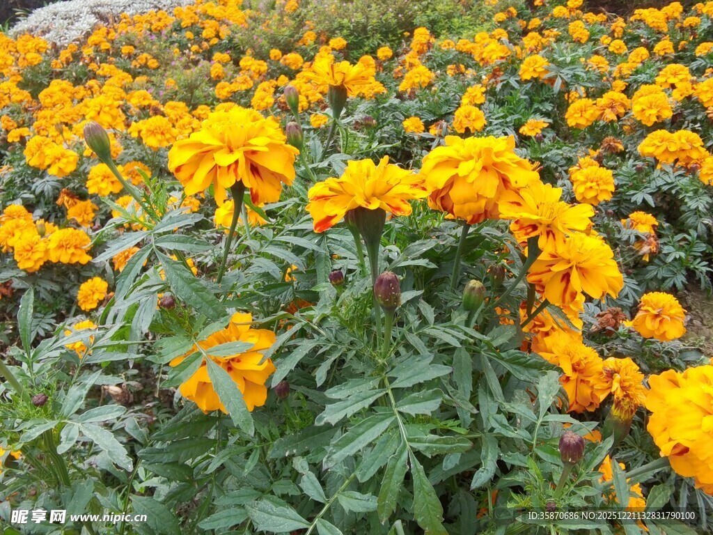 灿烂万寿菊盛放的花田