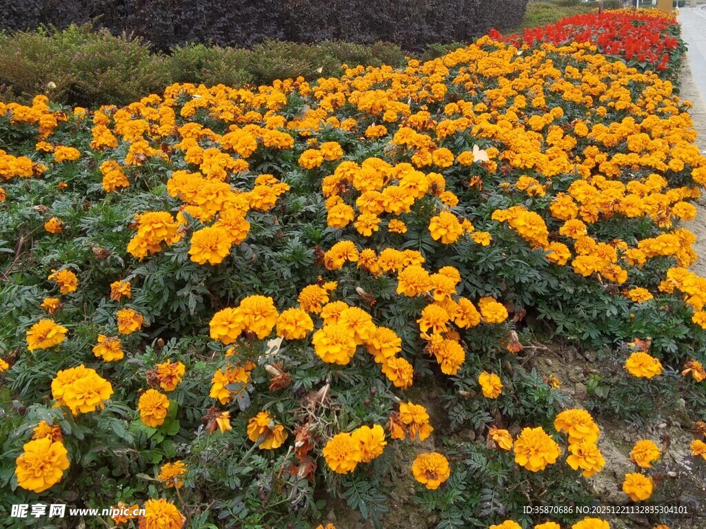 金黄灿烂的美丽花卉景观