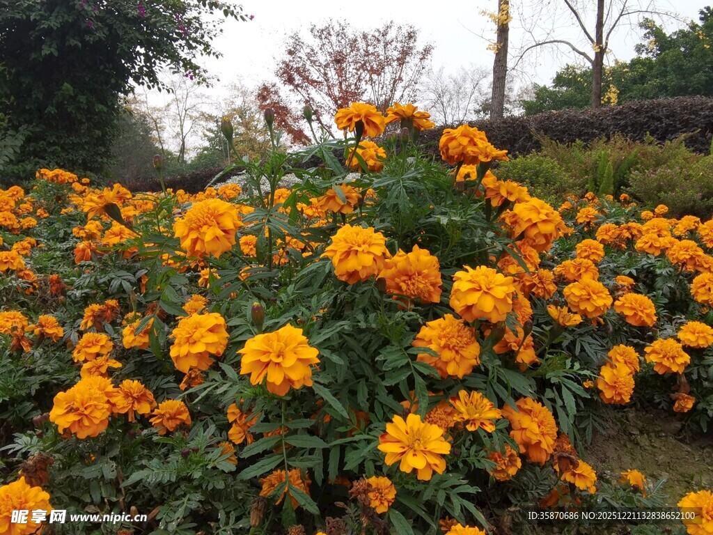 盛开的橘黄色万寿菊景观