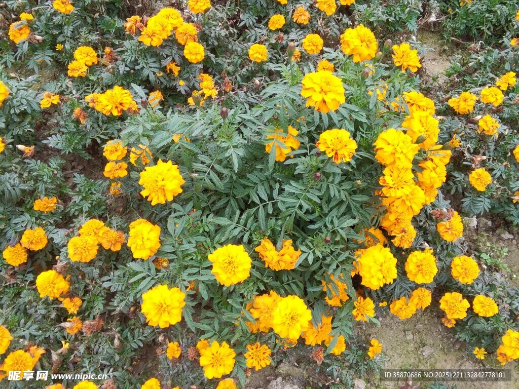 金黄万寿菊绽放美景