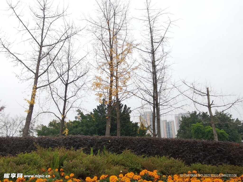 秋冬交替的多彩植物景观