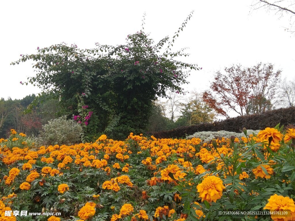 金黄花海中的繁茂植物